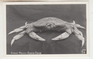 P2763 old  ekc RPPC marine life giant pacific ocean crab