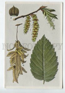 428053 Flower Carpinus betulus Vintage Sammelwerk Tobacco Card w/ ADVERTISING