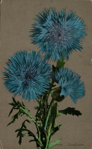 Cornflower   PC