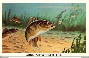 Minnesota State Fish The Walleye