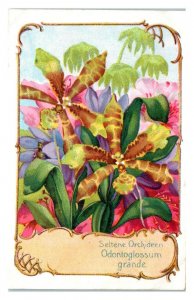 Odontoglossum Grande Orchid, Wesenberg's Cacao German Trade Card *VT27I