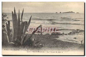 Old Postcard Saint Raphael The Sea Lion