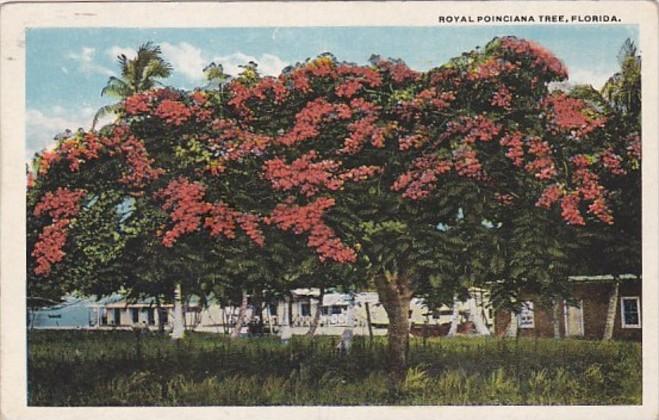 Florida Royal Poinciana Tree In Full Bloom Curteich