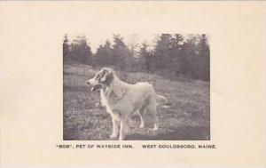 Maine West Gouldsboro Bob Pet Of The Wayside Inn Albertype