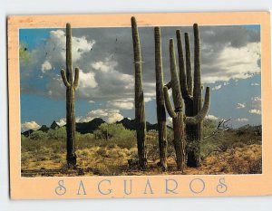 Postcard Giant Saguaros Sonoran Desert Organ Pipe Cactus Nat'l Monument Arizona