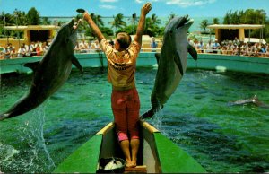 Fish Porpoises Jumping For Food Miami Seaquarium Florida