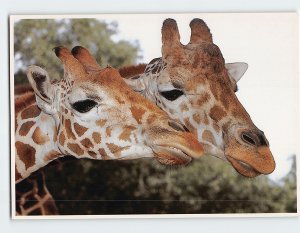 M-140971 Reticulated Giraffe Doolittle's' Petting Zoo Silver Springs Florida USA