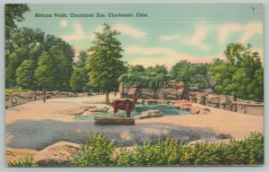 Cincinnati Ohio~Cincinnati Zoo~African Veldt~1940s Linen Postcard
