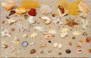Florida Coastline Shells and Corals