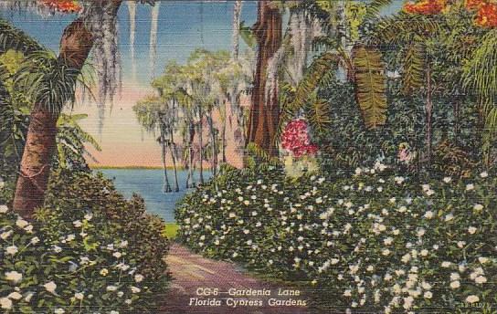 Florida Cypress Gardens Gardenia Lane