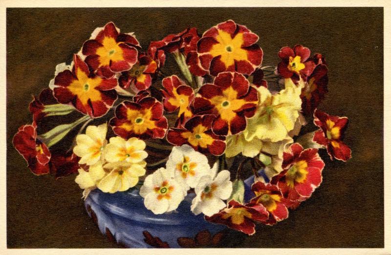 Flowers -   Primulas                            (Thor & Gyger #1007)