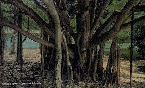 Banyan Tree - Hawaiian Islands , Hawaii HI