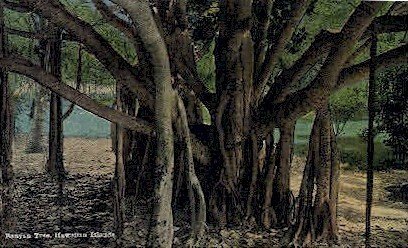 Banyan Tree - Hawaiian Islands , Hawaii HI