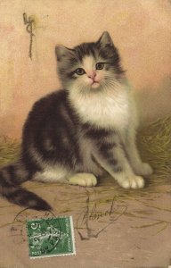 PC CATS, A SMALL CAT IN HAY, Vintage Postcard (b47120)