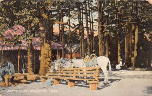 Wildwood Park Donkeys at Bench Vintage Postcard AA69814