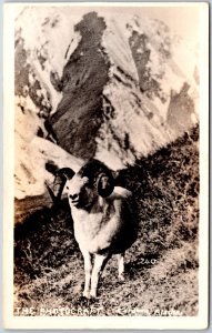 Big Horn Sheep Wild Animal Mountains Cordova Alaska AK Real Photo RPPC Postcard