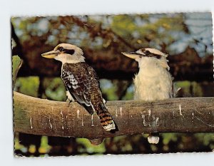 Postcard Kookaburras (Taronga Park), Sydney, Australia