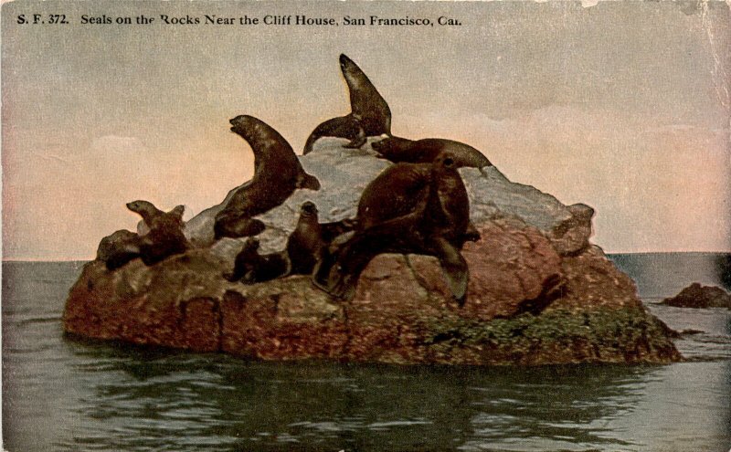 Seals at Cliff House: Vintage Postcard from Pacific Novelty Co.