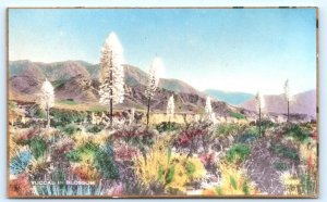 RPPC MOJAVE DESERT, CA California ~ YUCCAS in BLOSSOM c1930s Martin Postcard