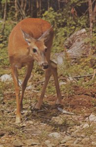 Deer In Algonquin Park Ontario Canada Canadian Postcard