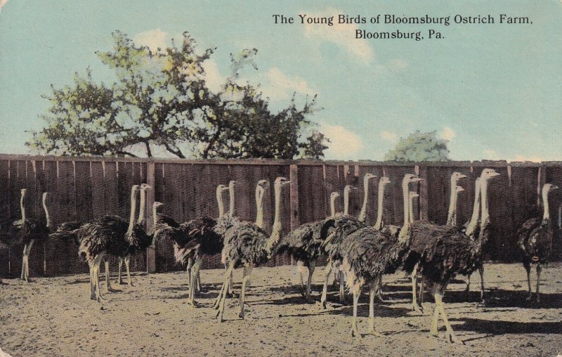 BLOOMSBURG, Pennsylvania, 00-10s; The Young Birds Of Bloomingsburg Ostrich Farm