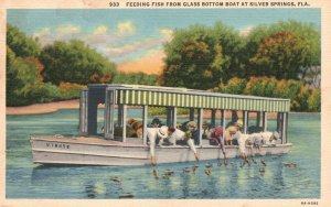 Vintage Postcard 1939 Feeding Fish From Glass Bottom Boat Silver Springs Florida