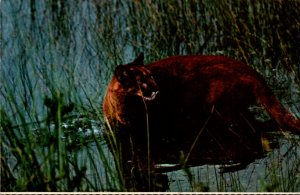 Mountain Lion Panther Everglades National Park Florida