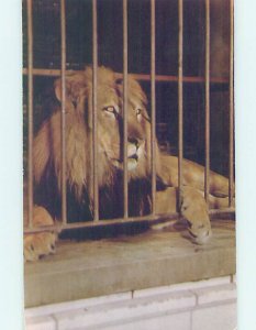 Chrome ZOO SCENE Chicago Illinois IL AG1744