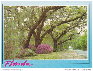 Florida Live Oak Trees Along Roadway