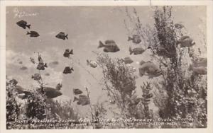 Florida Ocala Underwater Scene At Silver Springs 1933 Real Photo