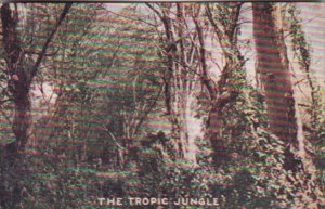 Trees The Tropic Jungle Uganda Colonel Roosevelt's Hunting Grounds 1910 ...