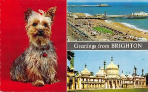 BR66083 greetings from brighton dog   uk  14x9cm