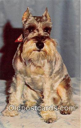 Schnauzer  Postcard Post Card  Schnauzer