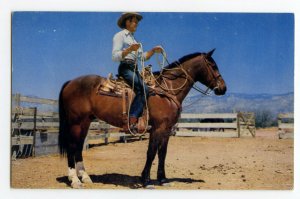 Postcard Quarter Horse Standard View Card 