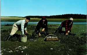 Vtg Five Islands Maine ME Pinkham Brother Digging for Steamer Clams Postcard