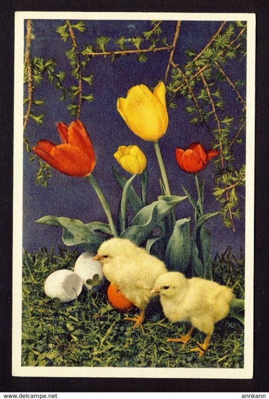 Chick chicks eggs, red yellow tulip tulips flowers EASTER