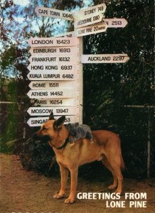 Lone Pine German Shepherd & Koala jockey by Distance Pointer 5 3/4 x 4 Postcard