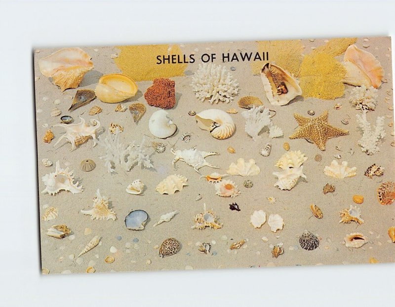 Postcard Shells Of Hawaii USA