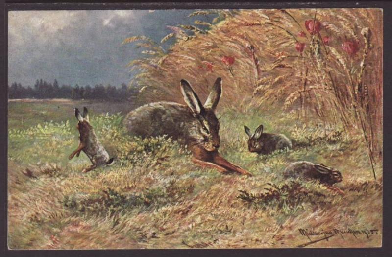 Rabbits,Artist Signed Postcard 