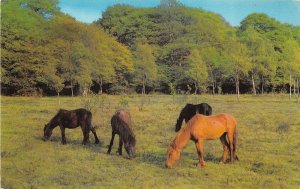 US71 UK England New forest ponies