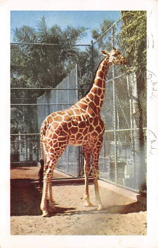 Reticulated Giraffe, Africa San Diego, California, USA 1948 postal marking on...