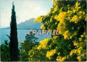 Modern Postcard Spring on the French Riviera French Riviera Miracle of Nature...
