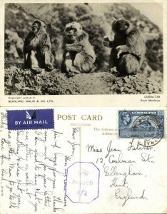 Gibraltar, Rock Monkeys (1945) RPPC Postcard Censor Cancel