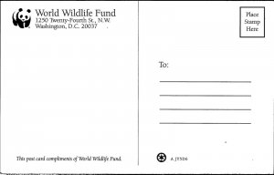  Washington DC World Wildlife Fund Bengal Tiger Postcard