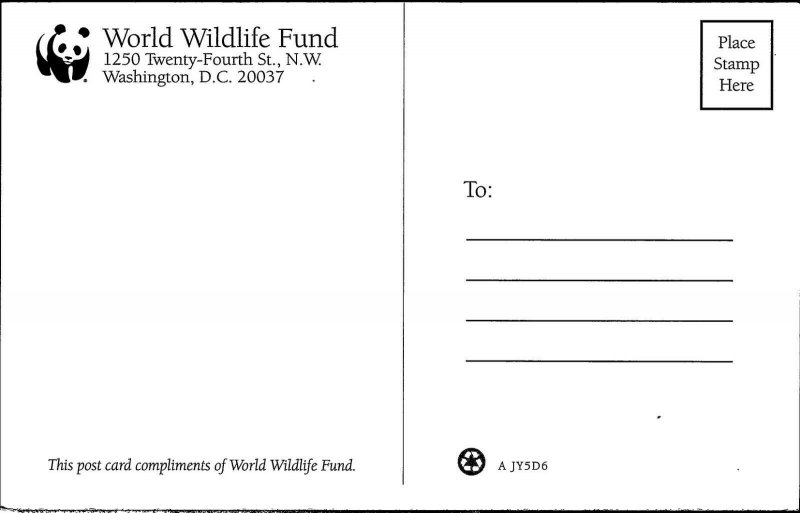  Washington DC World Wildlife Fund Bengal Tiger Postcard