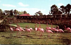 Birds Flamingos At Parrot Jungle Miami Florida