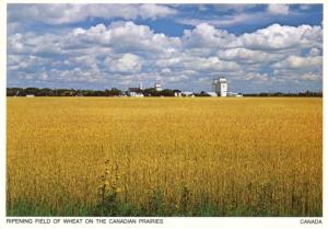 Manitoba MB Ripening Fields Of Wheat Canadian Prairies Prairie Gold Postcard D17