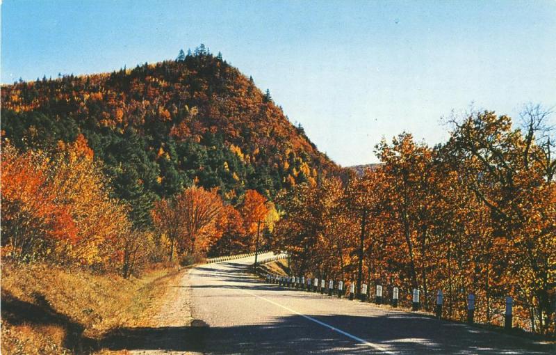 Magnificent Fall Foliage, Vermont/VT Postcard, Near Mint!