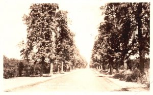 Postcard Real Photo Tree Lined Highway Scene Near Porterville California CA RPPC