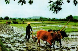 CPM AK THAILAND Tilling and cleaning rice-fields by Using cow's (344217)